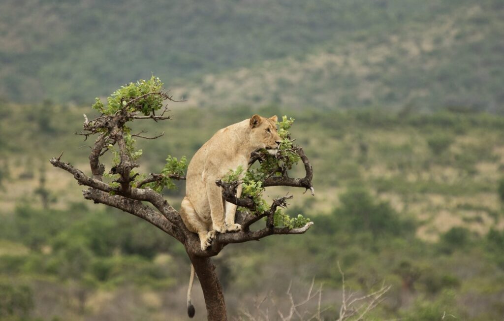 10 Days Rwanda Wildlife Adventure