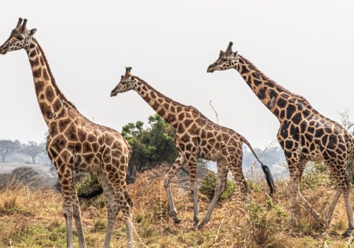 8 Days Incredible Pearl of Africa Tour