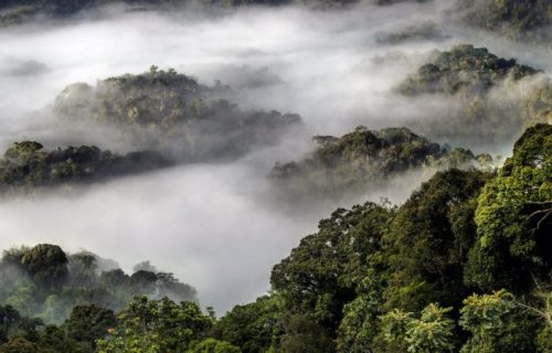 4 Days Rwanda Safari to Nyungwe Forest