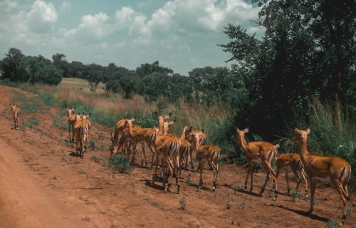 3 Days Akagera National Park Safari