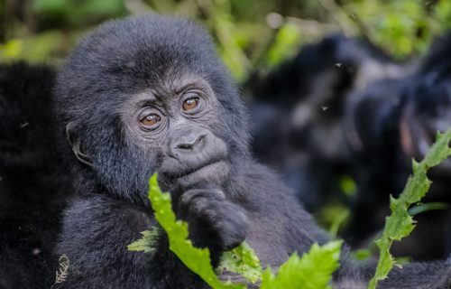 6 Days Rwanda Uganda Combined Wildlife Safari