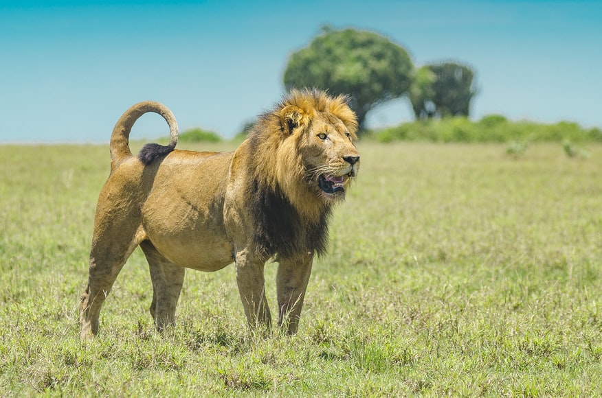 8 Days Best of Uganda Wildlife Safari