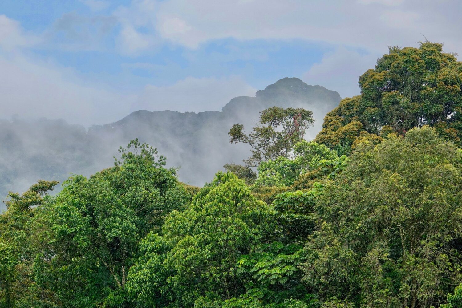 Gishwati-Mukura national Park is a new haven.