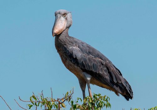 1 Day Birding Mabamba Swamp Safari