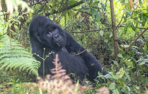 4 Days Rwanda Gorilla Trekking Safari