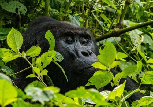 3 Days Uganda Gorilla Trekking Tour