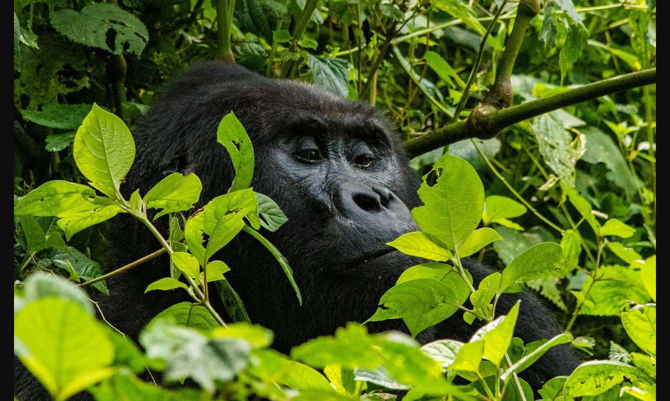 3 Days Uganda Gorilla Trekking Tour