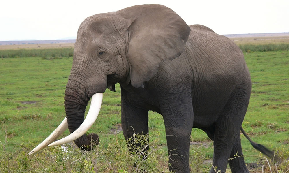 Amboseli National Park