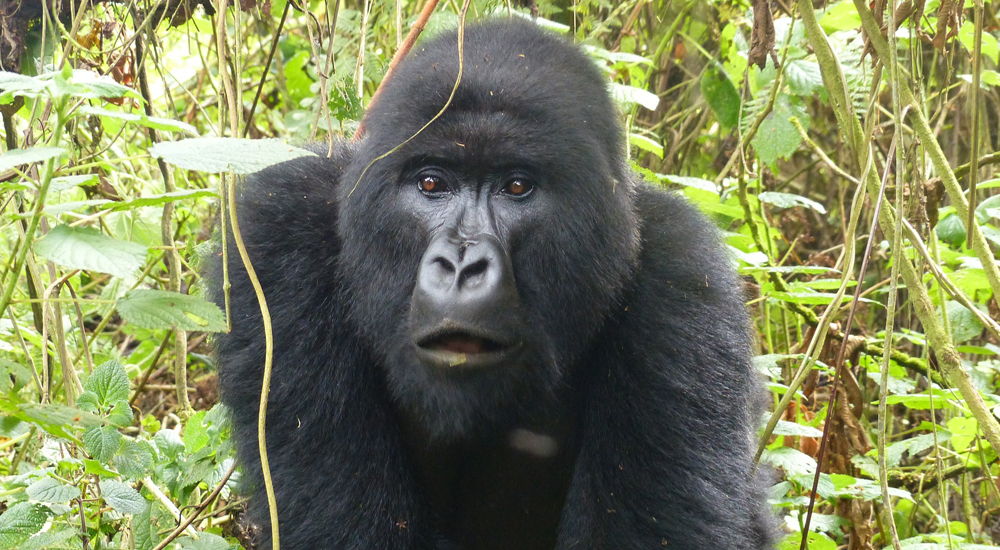 9 Days Uganda Primate Tracking and Wildlife Safari