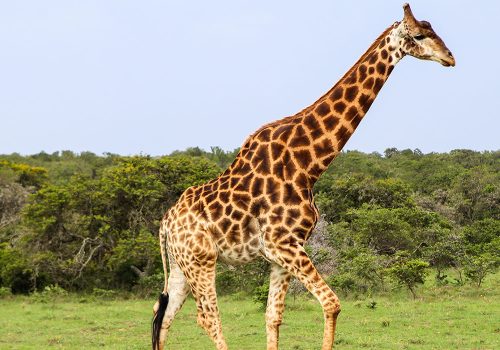 giraffe