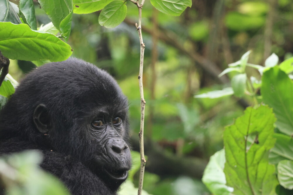 One&Only Gorilla’s One&Only Gorilla's