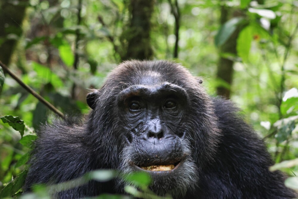 One&Only Nyungwe House