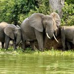 Elephants on kazinga channel