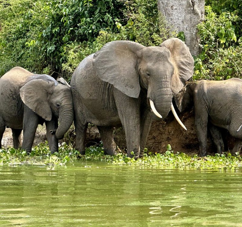 Elephants on kazinga channel
