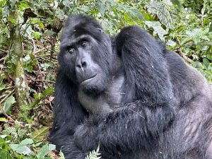 9-Day Uganda Primates Kenya, and Tanzania Wildlife Safari