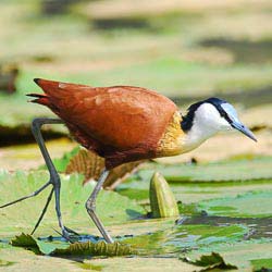 African Jacana