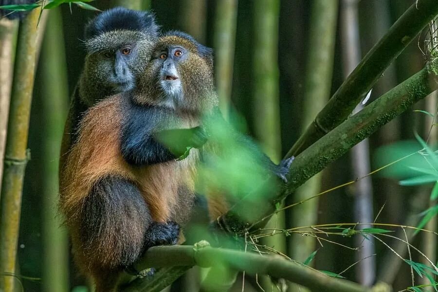 Mgahinga Gorilla National park