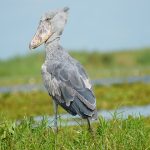 Birding in Uganda Birding in Uganda