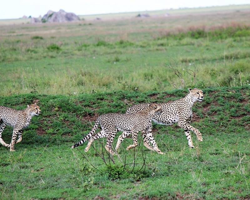 9-Day Uganda Primates Kenya, and Tanzania Wildlife Safari