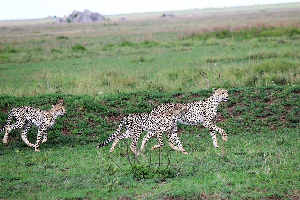 9-Day Uganda Primates Kenya, and Tanzania Wildlife Safari