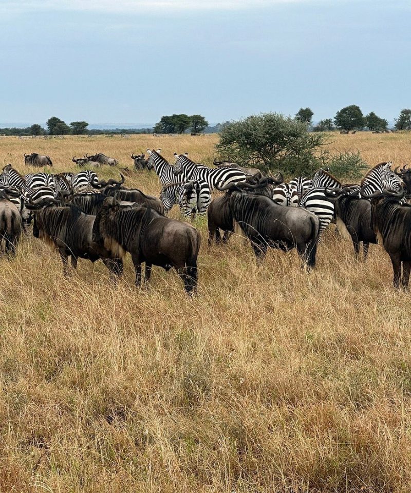 Masai Mara and Lake Nakuru