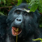 4-Day Uganda & Rwanda Safari Adventure: Gorillas, Golden Monkeys & Culture