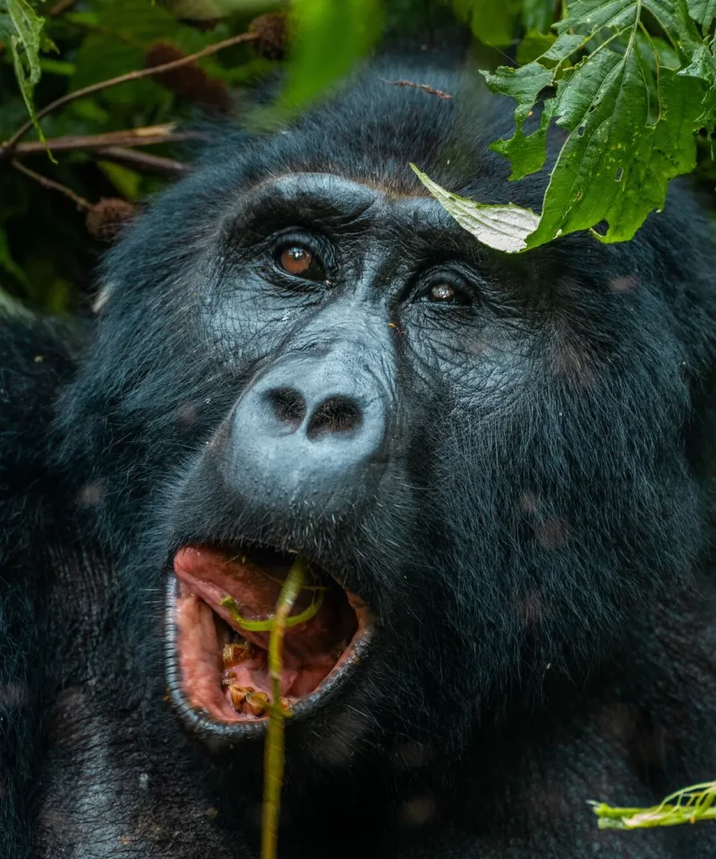 4-Day Uganda & Rwanda Safari Adventure: Gorillas, Golden Monkeys & Culture