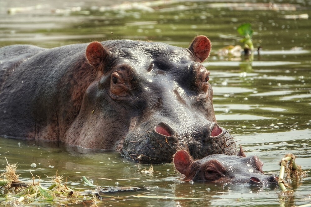 A boat cruise to the bottom of Murchison Falls is the most favorable activity in Murchison Falls National Park in Uganda.