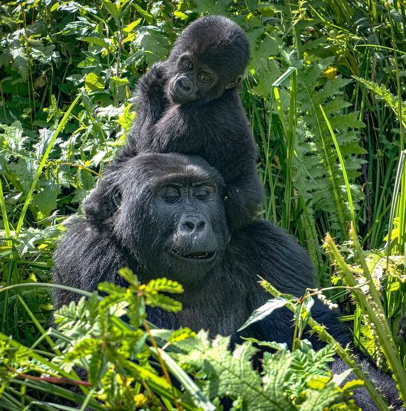5-Day Rwanda–Uganda Gorillas, Golden Monkeys & Lake Bunyonyi Escape
