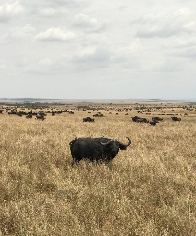 Big five in the Masai Mara