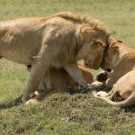 Masai mara and Amboseli