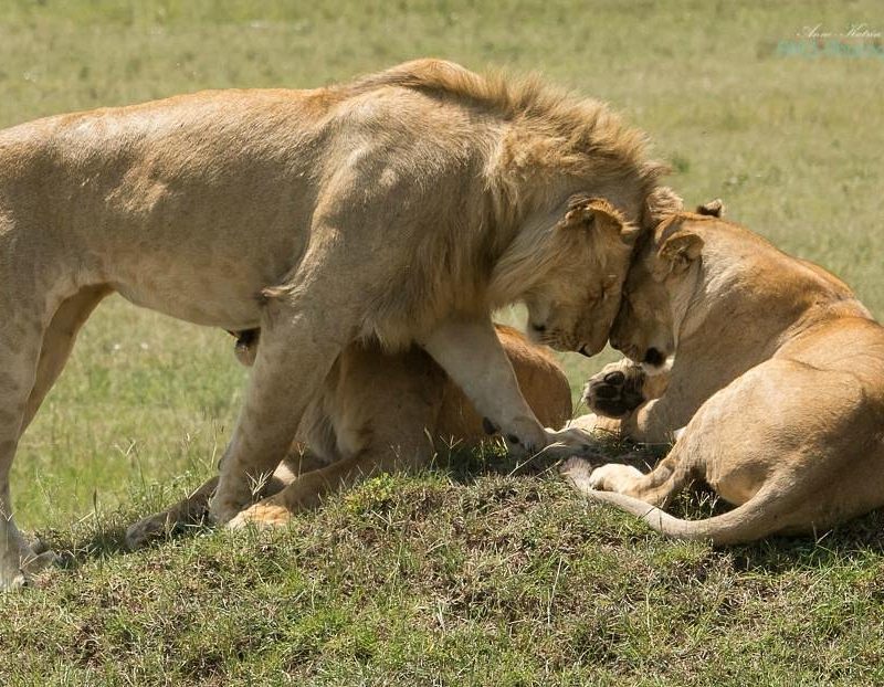 Masai mara and Amboseli
