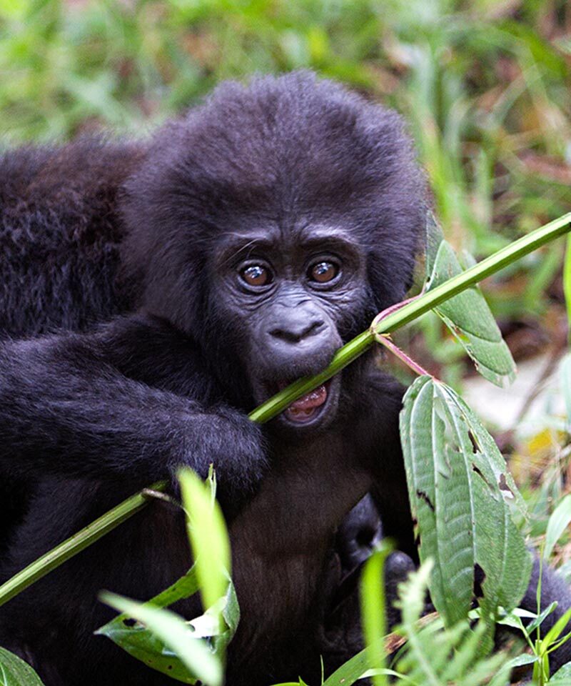 11 Days Wildlife Safari in Uganda