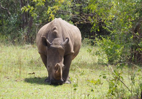 Rhino Tracking at Ziwa Rhino Sanctuary