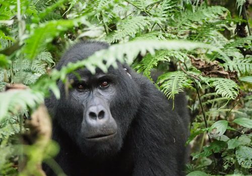 12 Days Uganda Wildlife Safari