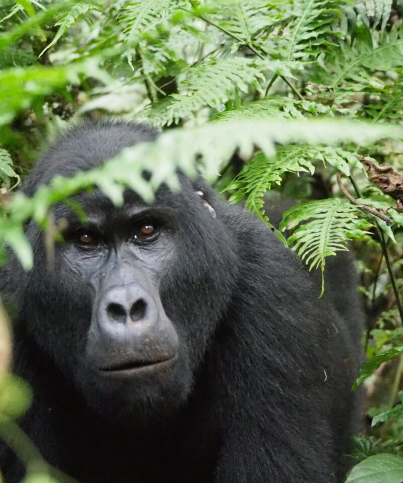 12 Days Uganda Wildlife Safari