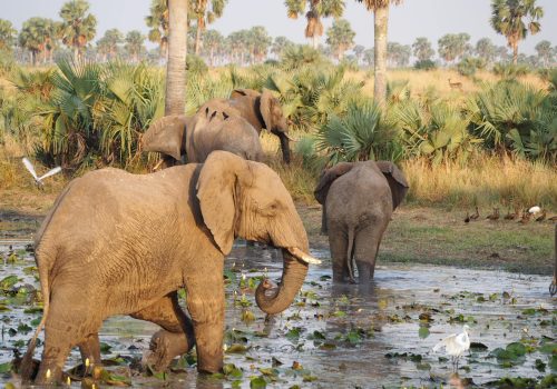 10 Days Uganda Wildlife Adventure